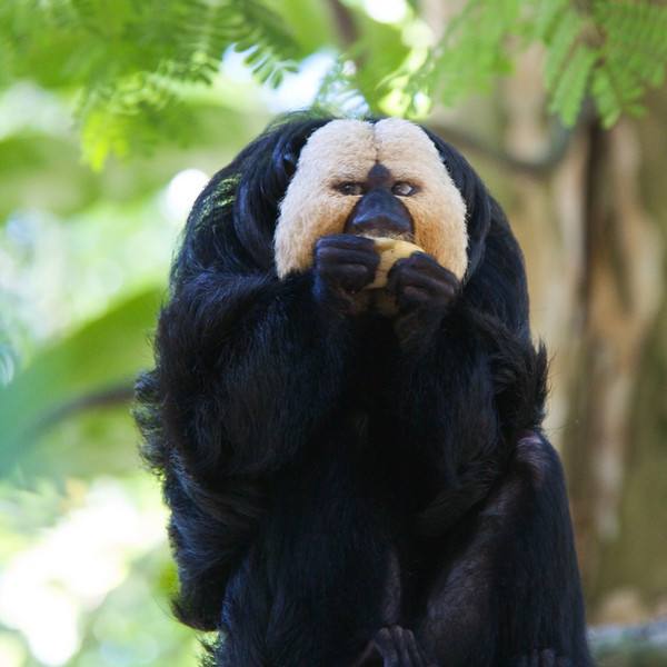 White-faced Saki monkey