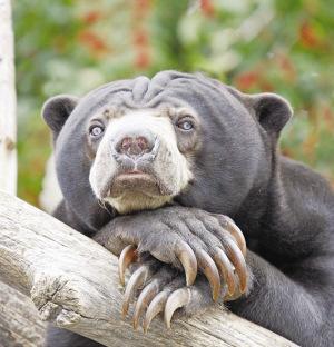 Sun bear