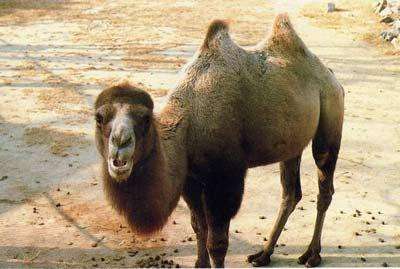 Wild Camel