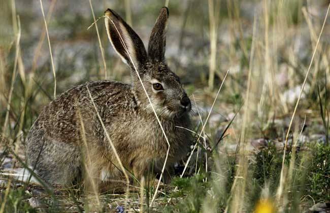 Lepus yarkandensis