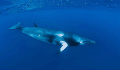 Balaenoptera acutorostrata