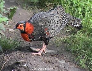 Tragopan melanocephalus