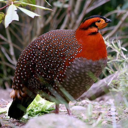 Tragopan blythii