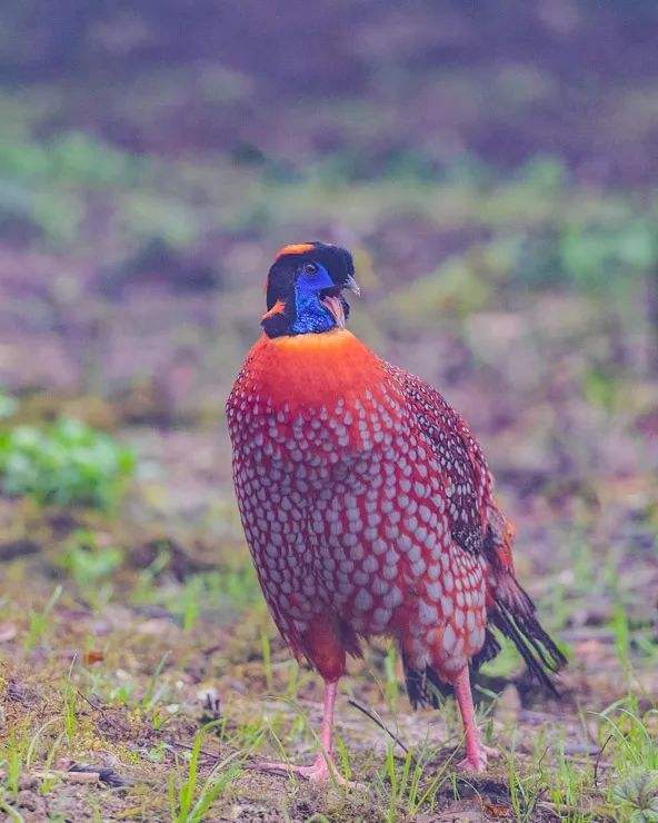 Tragopan temminckii