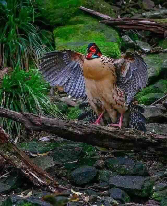 Tragopan caboti