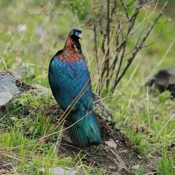 Lophophorus lhuysii