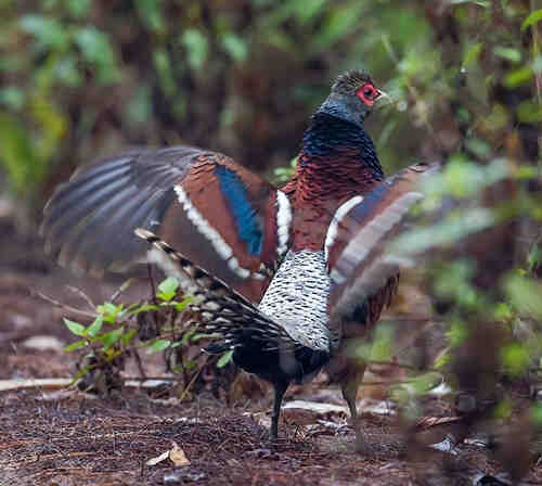 Syrmaticus humiae