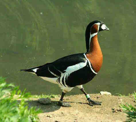 Branta ruficollis