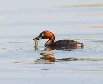 Podiceps grisegena