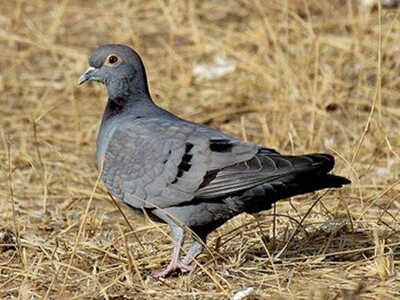 Pale-backed Pigeon