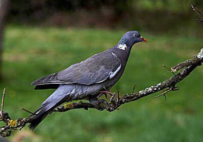 Green Imperial-pigeon