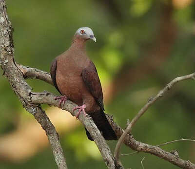 Columba punicea