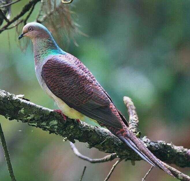 Barred Cuckoo-dove