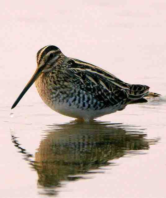 Gallinago nemoricola