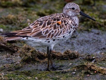 Calidris tenuirostris