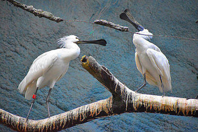 Platalea leucorodia