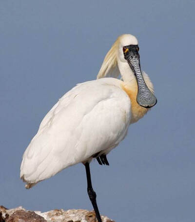 Platalea minor