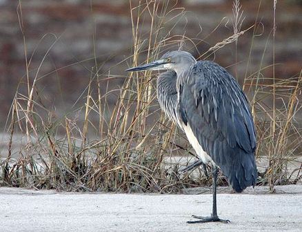 Ardea insignis