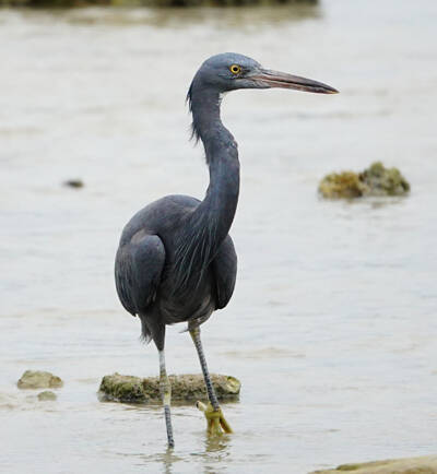 Egretta sacra