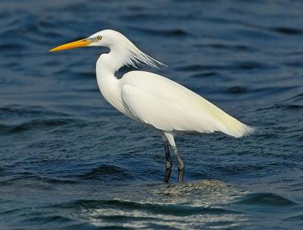 Egretta eulophotes