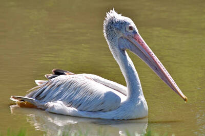 Pelecanus philippensis