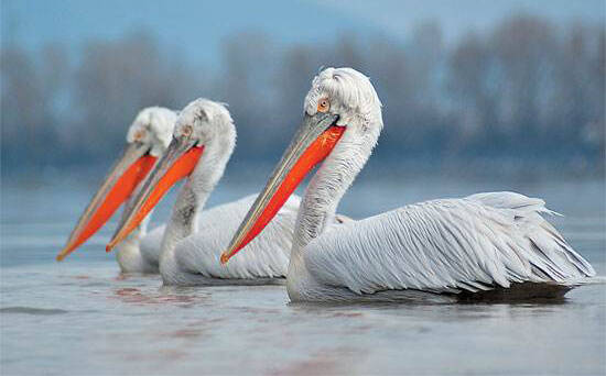 Pelecanus crispus