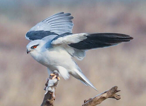 Elanus caeruleus