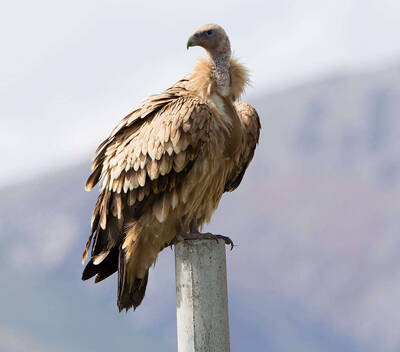 Gyps himalayensis