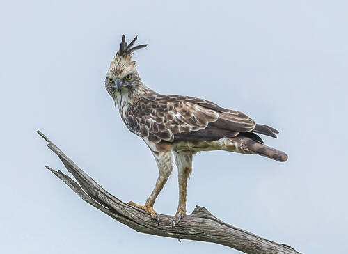 Nisaetus cirrhatus