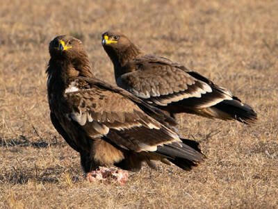 Aquila nipalensis