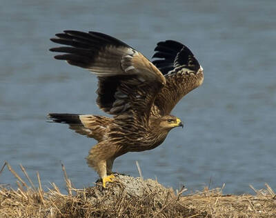 Aquila heliaca