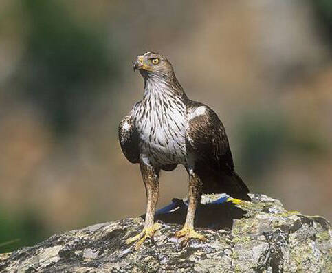 Aquila fasciata