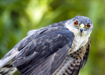 Accipiter gularis