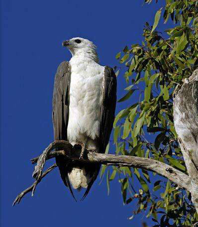 Haliaeetus leucogaster （Gmelin, 1788）