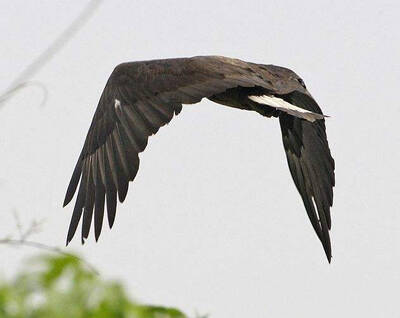 Haliaeetus leucoryphus