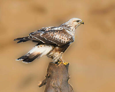 Buteo lagopus