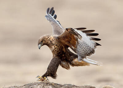 Buteo hemilasius