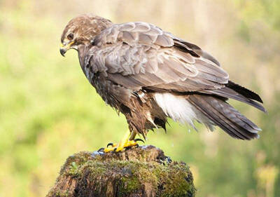 Buteo japonicus