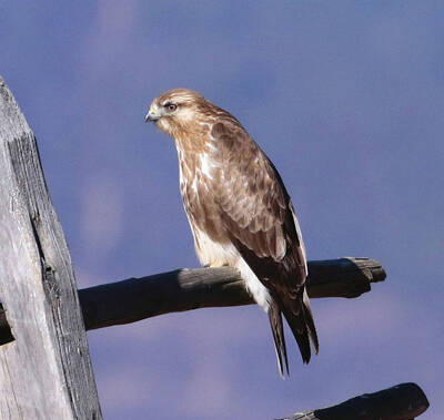 Buteo refectus