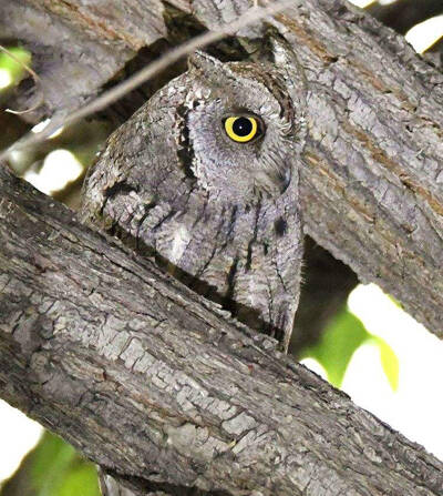 Otus scops