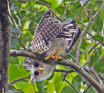 Bubo nipalensis