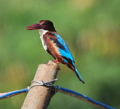 Halcyon smyrnensis