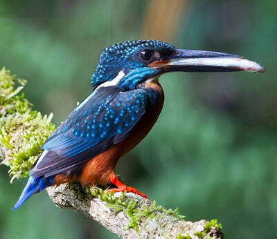 Alcedo hercules