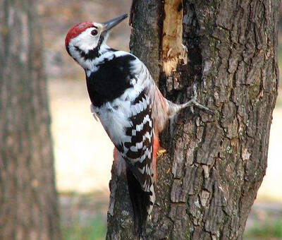 Dendrocopos leucopterus