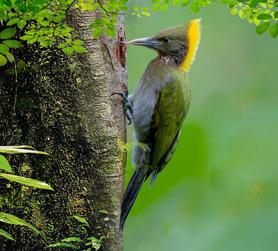 Picus flavinucha