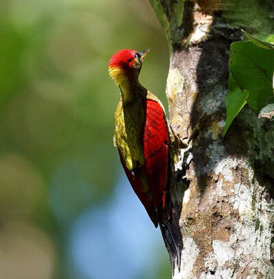 Picus rabieri