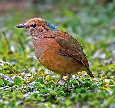 Pitta nipalensis