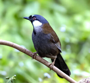 Pterorhinus chinensis