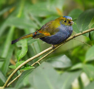 Liocichla omeiensis