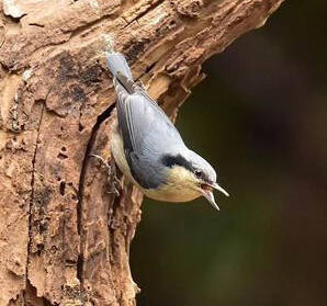 Sitta yunnanensis